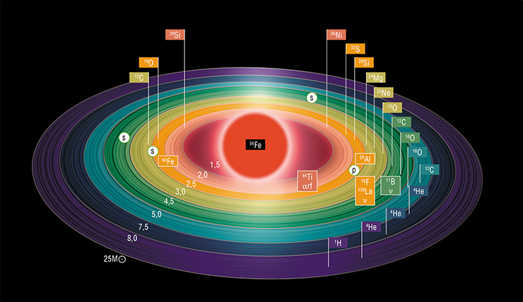 Предсверхновая. Момент вспышки. Структура и процессы нуклеосинтеза в предсверхновой и в следующее мгновение после вспышки для звезды 25M⊙, масштаб не соблюден. © CC BY-SA 4.0. На этой схеме представлена модельная структура звезды с начальной массой 25 солнечных масс непосредственно перед гравитационным коллапсом. На ней видно, что звезда состоит из сферических слоев, напоминая луковицу или русскую матрешку. Внешний слой содержит гелий в смеси с остатками водорода. По мере приближения к центру звезды слои заполняются элементами со все более высокими номерами в таблице Менделеева. Центральное ядро состоит из железа-56, на котором заканчиваются экзотермические (идущие с выделением тепла) термоядерные реакции. В заключительной фазе эволюции звезды железное ядро теряет стабильность и дает начало нейтронной звезде