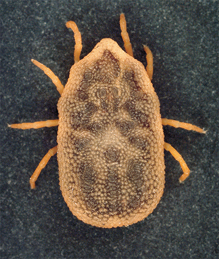 The RMSF-causing rickettsia is found not only in ixodid ticks but also, e. g., in Ornithodoros kelleyi, an argasid tick parasite of bats. However, today there is no evidence that humans can become infected through a bite by this arthropod. © CDC, photo by J. Gathany