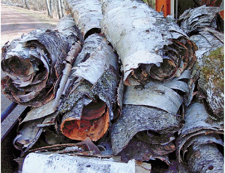 A white-bark birch tree, a recognized symbol of Russia, owes the unusual color of its trunk to betulin, a resinous organic substance filling the cells of the birch bark cork. Well-known from olden times for its medicinal properties, betulin has been found in many plants (hazel, calendula, licorice, and others); however, the bark of the white birch (Betula alba) has the highest content (10—35 %) of betulin. Plants synthesize betulin for protection against various adverse environmental factors, which suggests a diversity of its biological effects