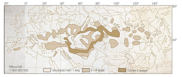 Основной ареал рода солодка (Glycyrrhiza L.) находится на территории Евразии. По: (Гранкина, 2000)
