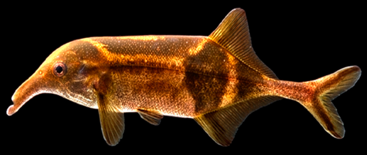 Campylomormyrus tamandua – «электрическая» рыба из отряда мормирид