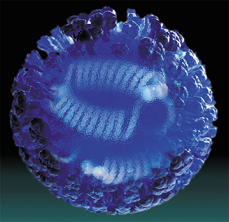 На поверхности компьютерной модели вириона вируса гриппа видны конгломераты из белков гемагглютинина и нейраминидазы, а в центре – 8 рибонуклеопротеиновых комплексов, представляющих собой свернутую в кольцо одноцепочечную РНК, связанную с внутренними белками. © CDC/Douglas Jordan/Dan Higgins