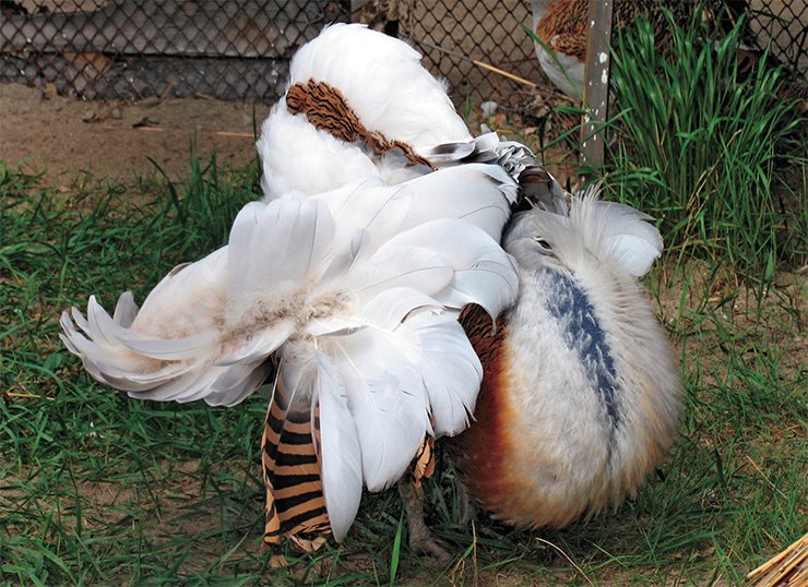 Lekking, or mating dance of birds is species-specific and most diverse. During lekking, males display their beauty and strength so that females can make their choice. A lekking male of Great Bustard (top) alters beyond recognition, turning into a white ball well noticeable in steppe: its tail is placed behind its back displaying only the white undertail feathers; the quills are turned inside out; and the neck is drawn in and back. In such a posture, a male bustard minces around trying to attract the attention of a female and then forces air out of its gular sac with a soft flat sound “Boommm!.” A Capercaillie cock (bottom) during lekking becomes a proud good-looker with a tail of a peacock, its neck erected, and its wings drawing streaks on the ground by their ends when it walks. It starts its song of various phrases, uttering “clicking” and “grinding” sounds. During the second phrase – a series of ringing hushing sounds, which is the climax of the display – the cock as a rule does not react to any other sounds. This particular specific feature is used by hunters to approach a lekking bird within shot