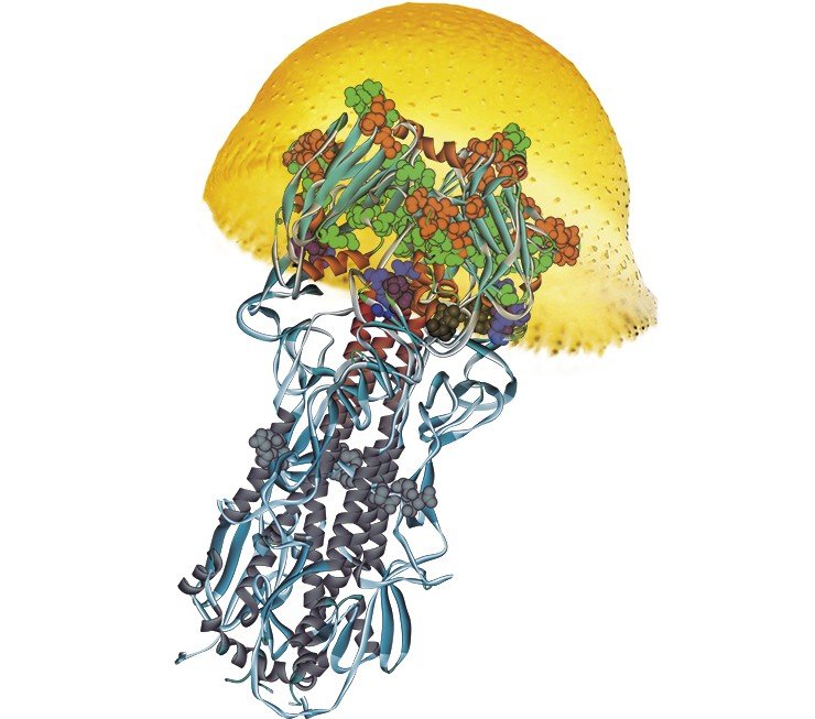 В структуре поверхностного белка вируса гриппа обнаружено множество сайтов связывания различных ионов, благодаря чему вокруг вируса может формироваться своеобразный ионный щит, защищающий его от атак иммунной системы
