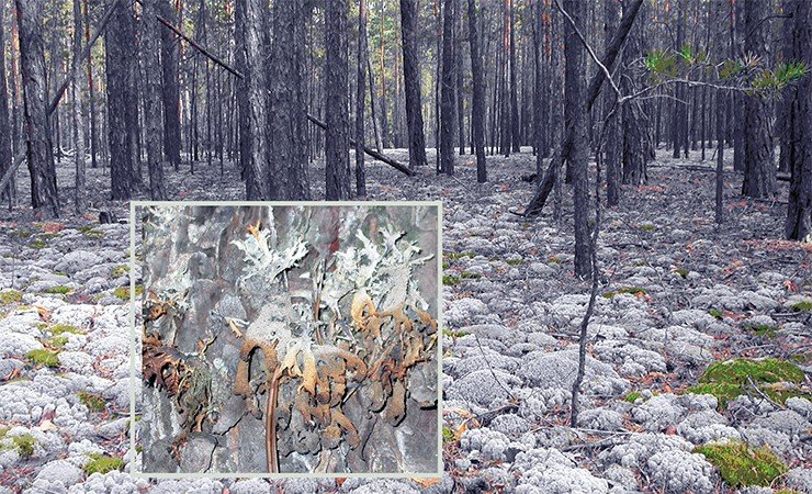 Из всех составляющих лесной экосистемы самой информативной оказалась подстилка, поскольку ее другие компоненты – мхи, лишайники, травы и кустарники – встречались в обследованных лесах фрагментарно, а в некоторых совсем отсутствовали. На фото – сообщество лишайников и мхов, характерное для северных районов Сибири. После низового пожара лишайники на деревьях обогащаются ртутью, кадмием и цезием-137