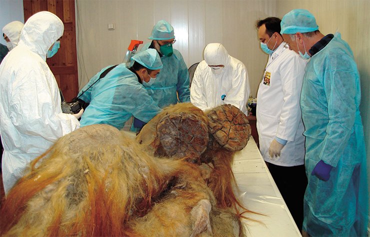 The remains of the young mammoth named Yuka were molten out in a cliff of the Oiyagos Gill on the southern shore of Laptev Sea. The texture of the surface skin layer, a temporal gland, the mammae, left ear, trunk, the upper and lower lips, and legs are well preserved