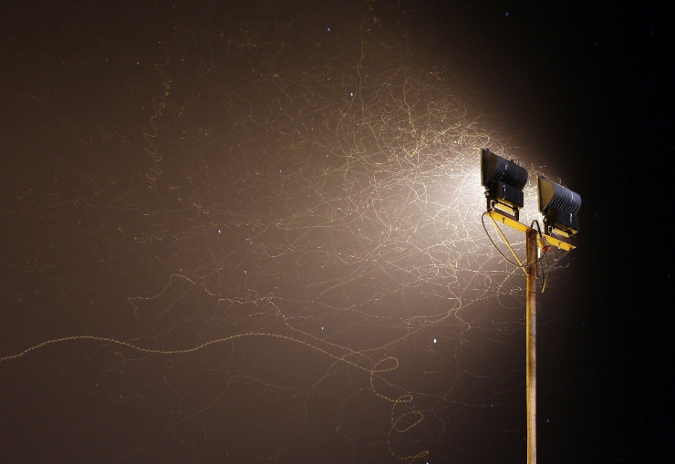 На этой фотографии, выполненной при длительной выдержке, хорошо видны траектории полета ночных насекомых, привлеченных светом прожектора. Намибия. ©CC BY-NC-ND 3.0 / Alchemist-hp