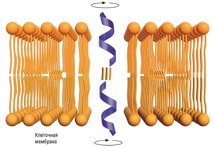 Две молекулы антибиотика трихогина, встраиваясь в клеточную мембрану, связываются между собой в димер за счет двух октаноильных групп на концах пептида. Вращение димера вокруг своей оси способствует транспорту молекул через мембрану по механизму «молекулярного сверла». В результате избирательная проницаемость мембраны нарушается