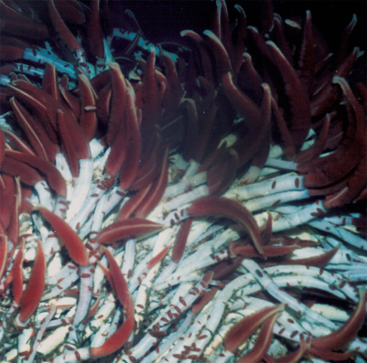 Vestimentifera Riftia pachyptila and Polychaeta. A “black smoker”, depth 6000 feet. Vestimentifera (tubeworms) can grow more than 10 feet long tubes, wherefrom they put out their bright-red gill tentacles. Their body almost entirely consists of a large spongy organ called a trophosome that hosts up to 10 million chemosynthetic bacteria inside