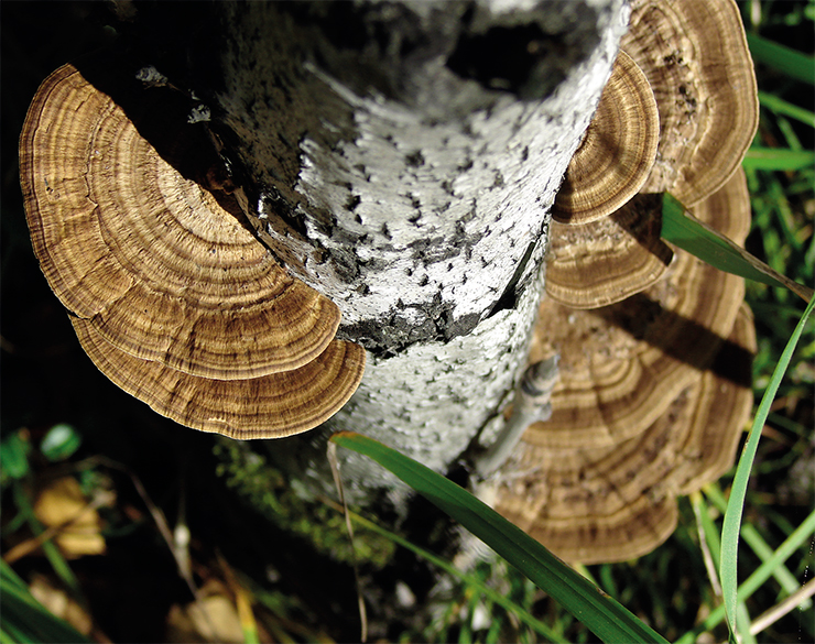 Thin-walled maze polypore (Daedaleopsis confragosa) is common throughout temperate Russia on stumps ad fallen trunks of deciduous trees. Mycelial extracts of this species have shown antiviral activity against the flu virus A, and its protein fractions – against HIV-1. Photo: L. Samusyonok