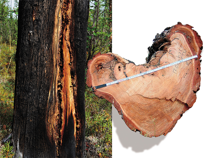 Лиственница способна залечивать раны: со временем подсушины – следы былых пожаров – могут полностью зарастать (слева). Их следы на спилах деревьев позволяют датировать былые пожары
