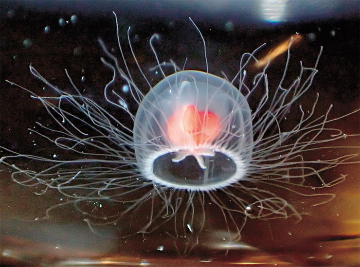 Turritopsis rubra – ближайшая родственница крошечной «бессмертной медузы» T. dohrnii, которая способна жить практически вечно, периодически возвращаясь на более молодую стадию полипа. Умеет ли и эта медуза вытворять такие фокусы, пока неизвестно. © CC BY-SA 4.0/ Tony Wills