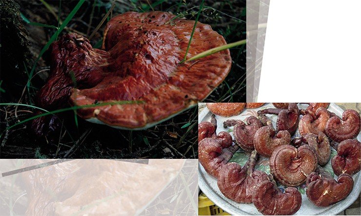 Знаменитый трутовик лакированный (Ganoderma lucidum), или рейши – настоящий «женьшень» среди грибов, используется в традиционной восточной медицине на протяжении более двух тысячелетий. На фото – плодовые тела рейши в природных условиях и на рынке в Южной Корее