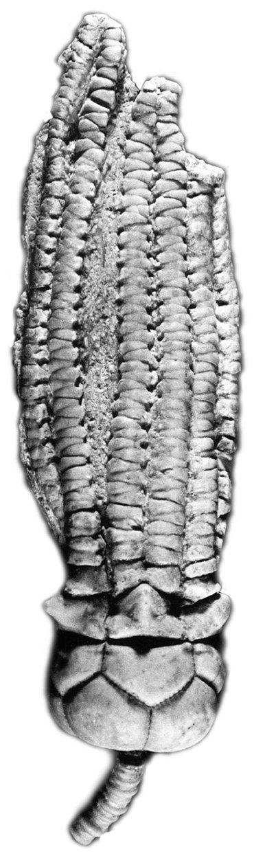 Рис. 66. Ископаемая морская лилия (Crinoidea). Каменный цветок, «початок кукурузы». Редкий случай столь совершенной сохранности 