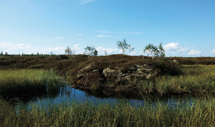 Palsas are frozen peatlands in the northern part of Western Siberia (high mound (below) and flat mound (top)); palsas are potential sources of “the methane threat”. Photo by author