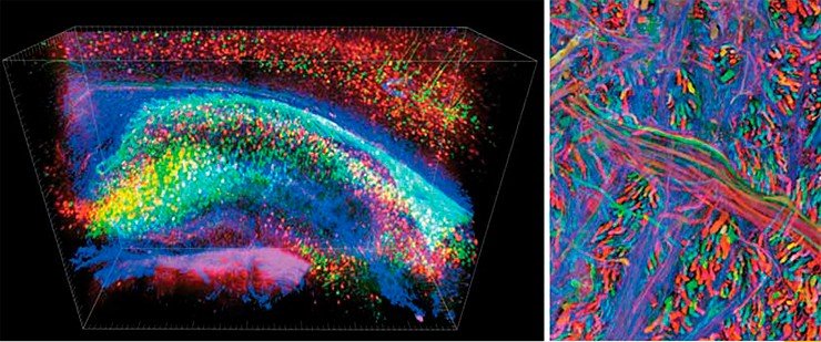 В случае трансгенной мыши, нейроны которой продуцируют зеленые, красные и синие флуоресцентные белки, удалось получить поразительное детальное трехмерное структурное изображение гиппокампа, одного из отделов головного мозга (слева). Credit: Kwanghun Chung and Karl Deisseroth/Howard Hughes Medical Institute/Stanford University. Нейроны и их длинные окончания (аксоны) трансгенной лабораторной мыши, созданной с использованием технологии BrainBow, «раскрашены» различной комбинацией флуоресцирующих белков (справа). Credit: Livet, Weissman, Sanes, and Lichtman, Harvard University