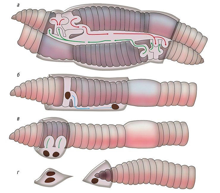 Размножение дождевых червей: а – копуляция гермафродитных особей – взаимный обмен сперматозоидами; б – откладка яиц в поясок; в – оплодотворение яиц в пояске спермотазоидами из семяприемника. Кокон движется к голове червя; г – откладка кокона
