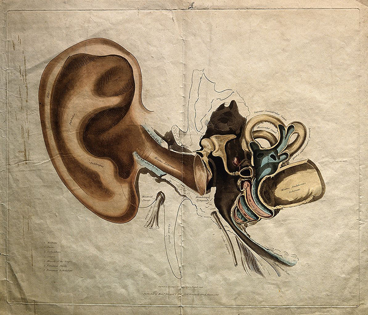 Строение наружного и внутреннего уха. Цветная гравюра Дж. Стюарта, XIX в. Credit: Wellcome Collection gallery