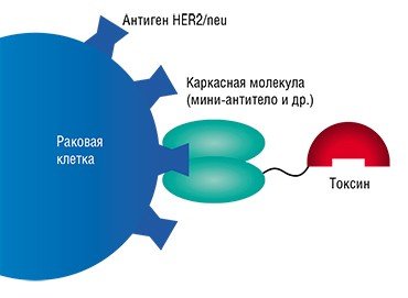 В ИБХ РАН создан ряд иммунотоксинов направленного действия против злокачественных новоообразований, несущих онкомаркер HER2/neu, наличие которого предполагает неблагоприятный прогноз для пациента