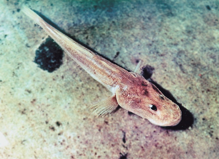 Малоглазая широколобка (Abyssocottus korotneffi) – обычная, широко распространенная рыбка, обитатель глубоководной области. У нее есть карликовые формы, которые обитают вместе с молодыми неполовозрелыми особями