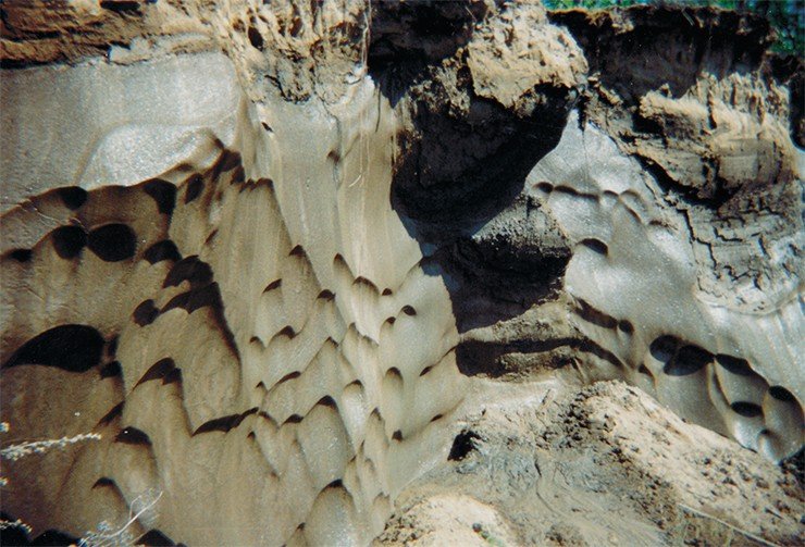 Мерзлые отложения якутской Мамонтовой горы представляют собой тонкозернистые пески и алевролиты, возраст которых соответствует среднему миоцену (более 10 млн лет) (Баранова и др., 1976). Похолодание здесь было отмечено в конце плиоцена, 3—3,5 млн лет назад, следовательно, с данного момента отложения, по-видимому, находились в замороженном состоянии. Подтверждением тому являются плейстоценовые ледяные жилы, которые могли сохранить свою форму только в том случае, если температурные условия резко не менялись. Таким образом, возраст мерзлоты на Мамонтовой горе, вероятно, может достигать 3,5 млн лет