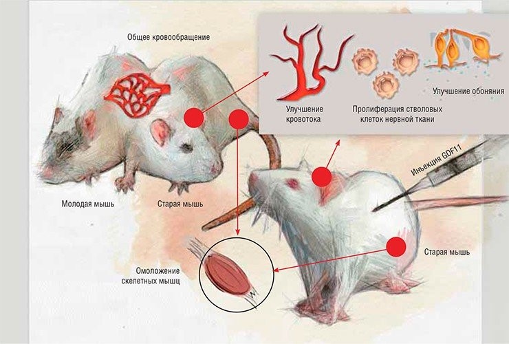Создание хирургическим путем общего кровообращения между лабораторными мышами разного возраста, а также инъекции пожилым особям белка GDF11, полученного из крови молодых, приводили к одному и тому же результату: у «пожилых» мышей уменьшались признаки старения мышечной, нервной и кровеносной системы. По: (Kaiser, 2014)