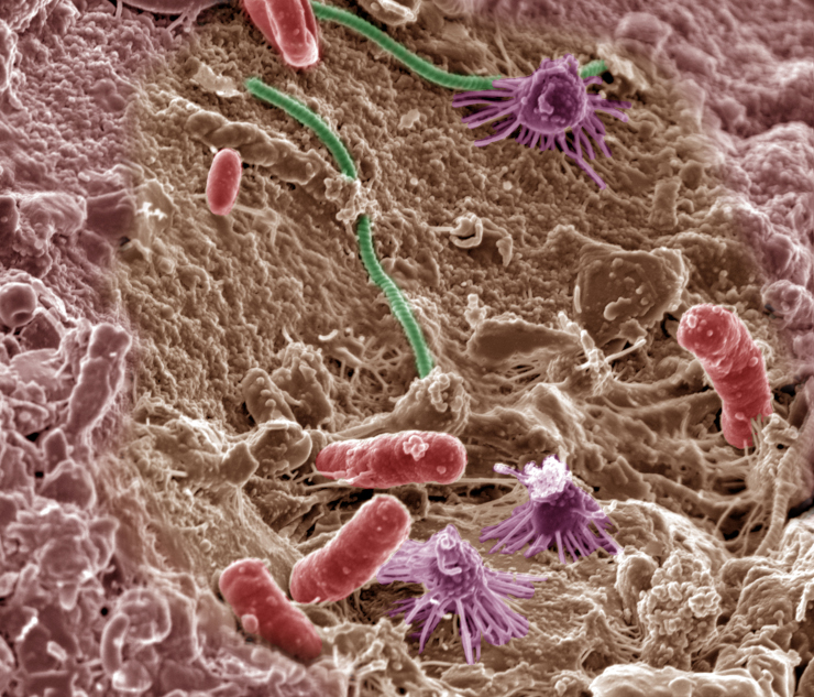 Почвенные микробы. ©CC BY-NC-SA 2.0/ Pacific Northwest National Laboratory