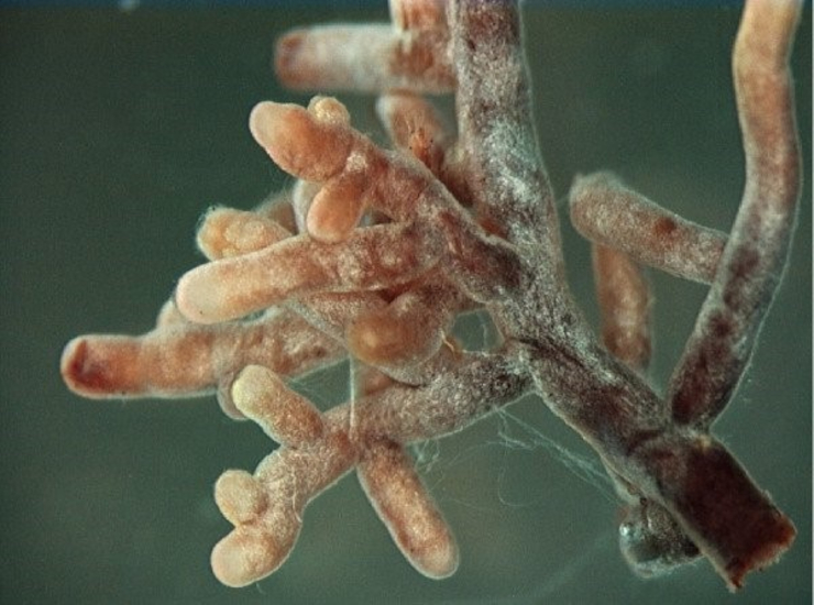 Микориза, образованная мицелием мухомора. ©CC BY 2.5/ Ellen Larsson