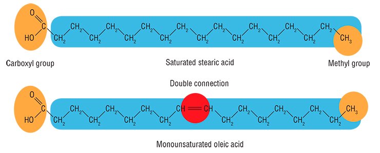 The carbon atoms in fatty acid molecules may be linked with either single or double (unsaturated) chemical bond