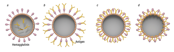 The flu virus is the most commonly used virus for the production of virosome-based vaccines. The reason lies in the ability of its hemagglutinin proteins to bind the sialic acid on the surface of antigen-presenting cells. The main function of these cells consists in uptake and presentation of foreign proteins to lymphocytes, which are responsible for the development of immune response and the consequent formation of the body’s immune memory. If a virosome contains a foreign antigen, the antigen will be delivered into antigen-presenting cells, and the body can form lasting resistance to the pathogen. Below – variants of packing antigens into flu virus-based virosomes: a – inside the virosome; b – as a complex with hemagglutinins; c – adsorbed on the membrane; d – embedded in the lipid layer