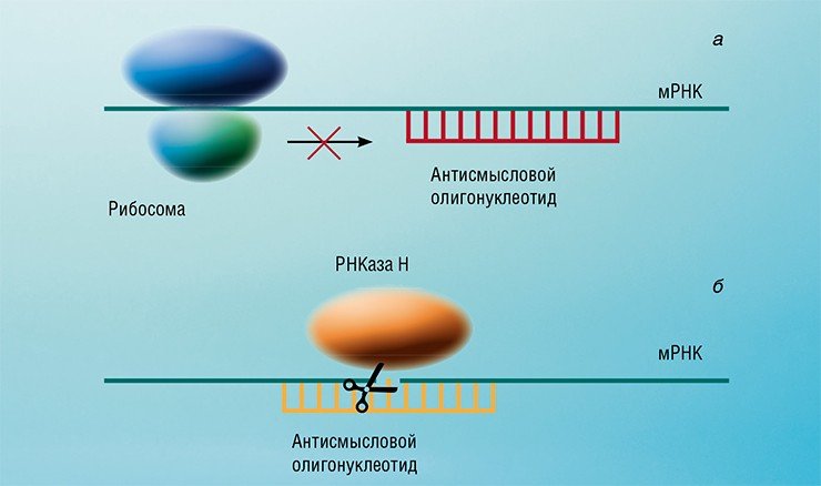 Выделяют два варианта механизма антисмыслового действия олигонуклеотидов. В первом случае олигонуклеотид, образуя комплементарный комплекс с молекулой РНК-мишени, физически препятствует рибосоме синтезировать белок на матрице РНК, т. е. блокирует процесс трансляции (а). Во втором случае комплекс антисмыслового олигонуклеотида с РНК-мишенью служит субстратом клеточного фермента РНКазы Н, который необратимо разрушает матричную РНК в месте образования комплекса (б)