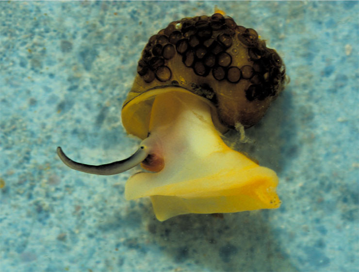 Benedictia fragilis. Один из самых больших видов. На раковине находятся яйцевые капсулы, отложенные другими самками. Фото П. Репсторфа