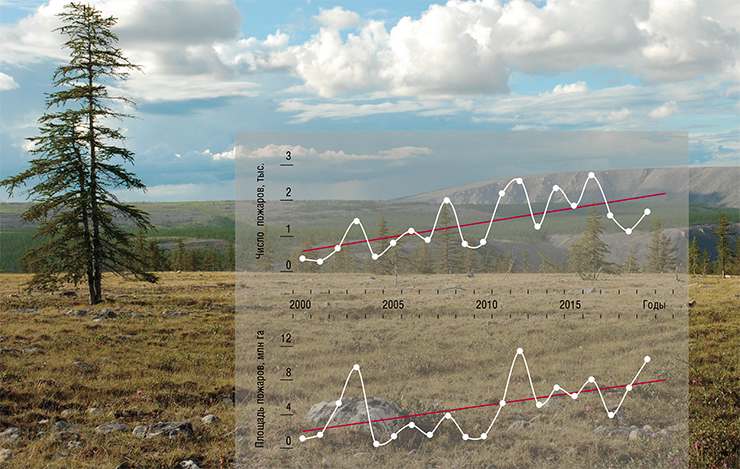 В XXI в. частота и площадь лесных пожаров в Сибири возрастают, что связано с потеплением и аридизацией территории. По данным спутниковой съемки, Terra/MODIS. На фото: Подрост лиственницы на Крайнем Севере