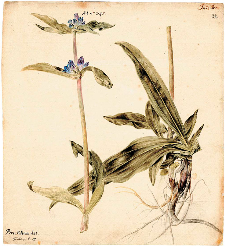 Swertia. Drawing by J. Chr. Berckhan for Vol. 4 of Flora Sibirica by J. G. Gmelin (1769). Watercolor, pencil. St. Petersburg Branch, Archives of the Russian Academy of Sciences. Register I. Description 105. Case 22. Sheet 22