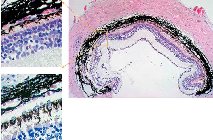 При органном культивировании тканей заднего отдела глаза иглистого тритона обычно наблюдается постепенная их деградация. Однако добавление к культуральной среде в сверхмалых дозах биорегулятора, выделенного из пигментного эпителия быка, значительно повышает сохранность тканей (а, б) по сравнению с контролем (в). При этом в сетчатке гибнет меньше клеток; клетки пигментного эпителия остаются плотно «пригнанными» друг к другу, и пигмент в них распределяется более равномерно. Световая микроскопия