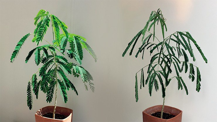 Акация шелковая (Albizia julibrissin). Слева – днем, справа – ночью. Повинуясь своим биологическим часам, ночью это растение сворачивает листья. Credit: https://commons.wikimedia.org