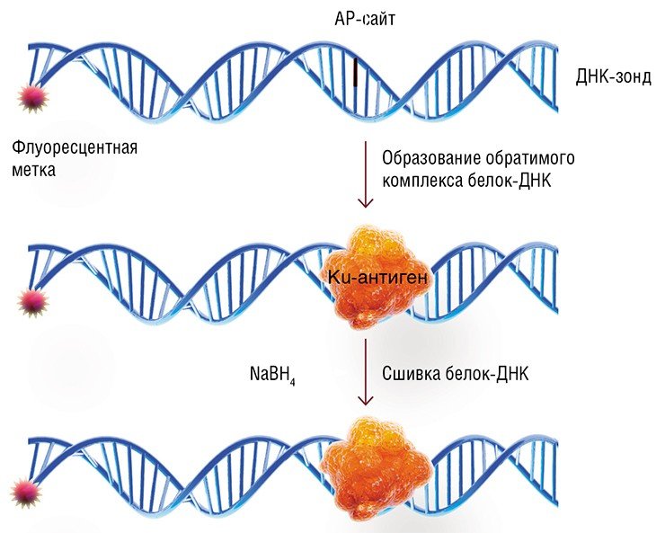 В основе разработанного в ИХБФМ СО РАН метода детекции Ku-антигена лежит способность этого белка взаимодействовать с ДНК, содержащей AP-сайт (потерянное азотистое основание). Такой ДНК-зонд также содержит радиоактивную или флуоресцентную метку. Белок образует с ДНК нестабильный ковалентный комплекс, опосредованный образованием основания Шиффа между первичной аминогруппой белка и AP-сайтом. Этот комплекс можно восстановить боргидридом натрия, в результате чего образуется необратимая «сшивка» белок-ДНК. Метка на ДНК-зонде позволяет детектировать целевой белок Ku-антиген