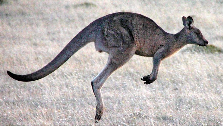 Восточные серые кенгуру идеально приспособлены к жизни на открытых пространствах. Прыжки на двух ногах – очень энергетически экономный способ передвижения, позволяющий кенгуру совершать суточные и сезонные миграции на большие расстояния