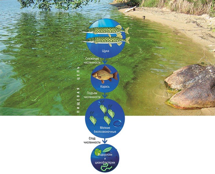 На фото: бурно размножающиеся цианобактерии, больше известные как сине-зеленые водоросли, окрашивают «цветущие» воды оз. Котокельского в характерный синевато-зеленый цвет. Фото Е. Сороковиковой (ЛИН СО РАН, Иркутск). Манипулируя трофическими цепями в водных экосистемах, можно уменьшать биомассу фитопланктона в случае «цветения» водоема. Чтобы получить эффект трофического каскада, достаточно увеличить численность хищника, венчающего пищевую пирамиду. Так, интродукциия в водохранилище Бугач щуки вызвала двукратное снижение численности карася и в конечном итоге остановку роста сине-зеленых водорослей рода Microcystis. В результате в водоеме начался интенсивный рост перидиниевых водорослей, способных к синтезу длинноцепочечных ПНЖК. По: (Гладышев и др., 2003; 2004)