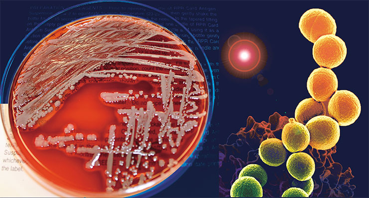 Справа – бактерии золотистого стафилококка (Staphylococcus aureus), устойчивые к антибиотику метициллину, которые захватывают человеческие лейкоциты. Public Domain/NIAID. Слева – колонии S. aureus на питательной среде в чашке Петри. © CC BY 2.0/VeeDunn