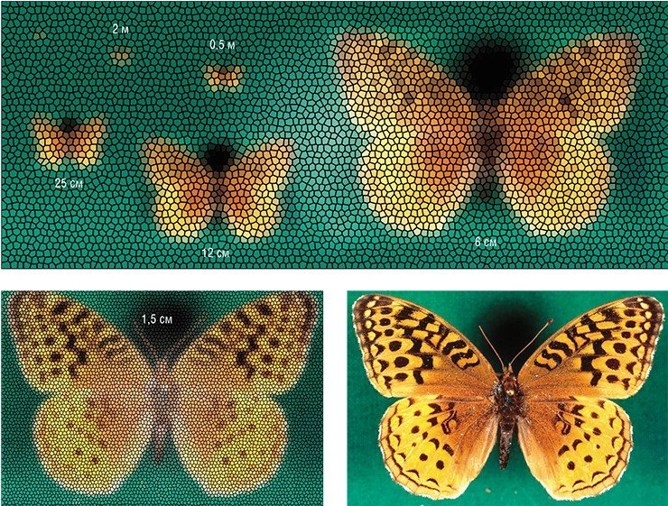 Это – результат моделирования изображения бабочки перламутровки Кибела (Speyeria cybele), каким его видит фасеточный глаз при приближении к объекту в диапазоне расстояний от 2 м до 1,5 см. Изображение для расстояния в 1,5 см смоделировано для глаза из 6,3 тыс. фасеток, что примерно соответствует максимальной разрешающей способности глаза перламутровки Кибела. Внизу справа – обычная фотография бабочки