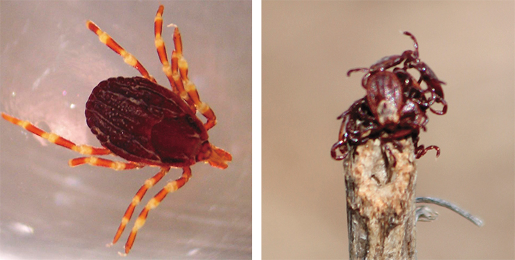 Ticks of the genus Hyalomma belong to desert species. H. marginatum (left) lives in the south of European Russia. Larvae and nymphs feed on birds and rodents; adults feed on ungulates. H. marginatum is the main carrier of the Crimean–Congo hemorrhagic fever virus, a dangerous disease with a mortality rate of 16 %. Public domain. The sheep tick Dermacentor marginatus (right) inhabits steppe and forest–steppe biotopes in the southern part of Europe, European Russia, and in Western Siberia up to Krasnoyarsk krai in the east. It carries pathogens of Siberian tick-borne typhus and Q fever. Photo by V. Yakimenko (Omsk Research Institute of Natural Focal Infections)