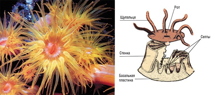Внешне коралловый полип р. Dendrophyllia больше всего напоминает экзотический цветок (слева). Кораллы являются довольно просто устроенными беспозвоночными, хотя и скелетообразующими, животными. В верхней части полипа в середине щупалец находится рот – единственное отверстие, связывающее животное с внешней средой. Узкий канал от него ведет к большой полости, где на поверхностях специализированных нитей происходит переваривание проглоченной добычи. Скелет полипа (справа) – кораллит – состоит из стенок и базальной пластины (подошвы), от которой отходят вверх поддерживающие перегородки (септы). У живого полипа скелет покрыт слоем ярко окрашенных мягких тканей