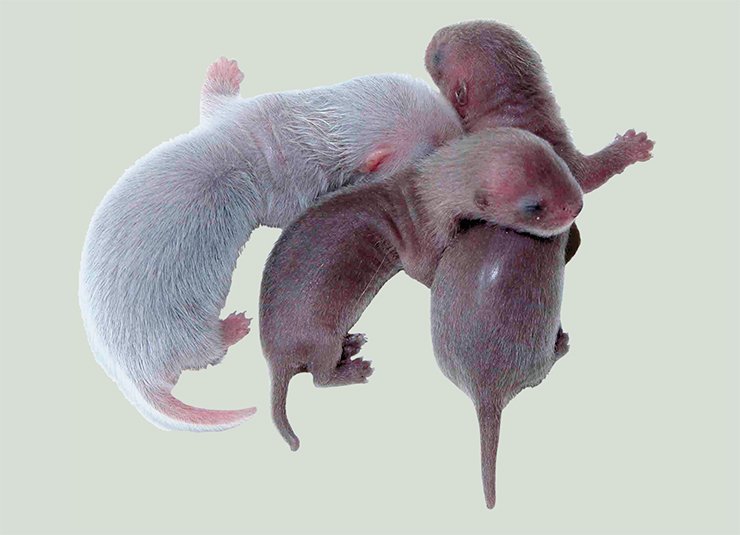 A litter of same-uterus siblings, representing different species (the ferret and the European mink) resulting from embryo implantation to a hybrid surrogate mother
