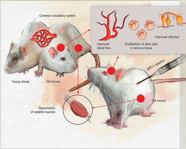 Surgical joining of the circulatory systems of young and old laboratory mice and injections of the GDF11 protein obtained from the blood of young mice into old animals produced the same result, i.e., reduced the signs of ageing of the muscle, nervous, and circulatory systems in the old mice. From (Kaiser, 2014)
