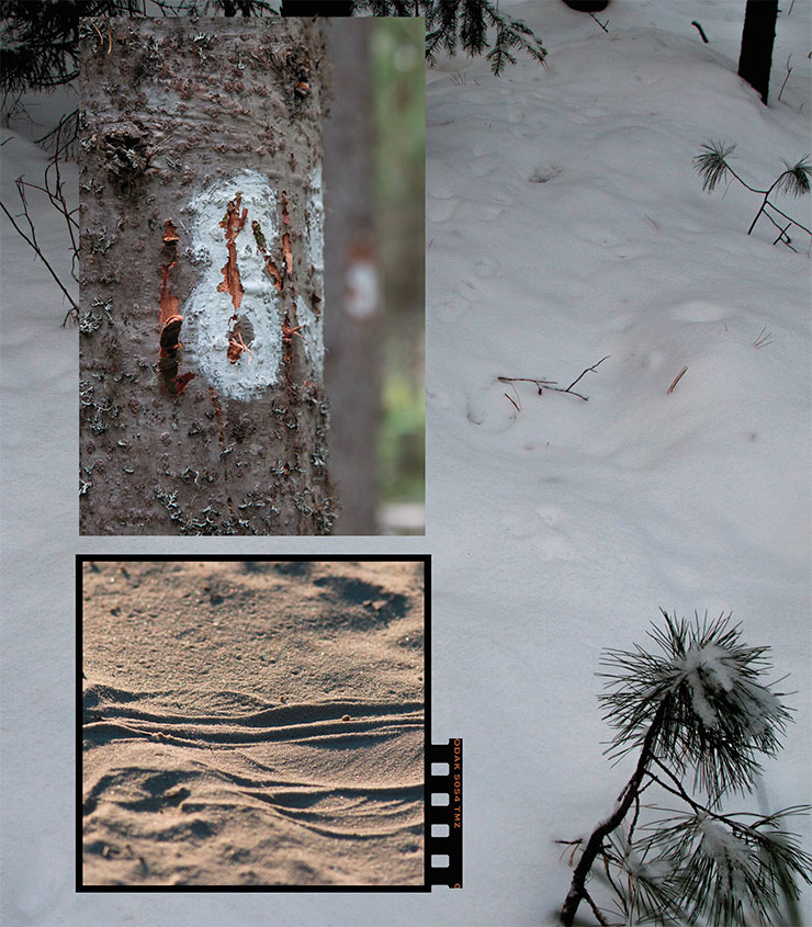 Немые свидетельства звериной жизни: следы соболя на снегу и гадюки по песку, а также задиры на дереве, оставленные когтями медведя. Фото Т. Бульонковой 