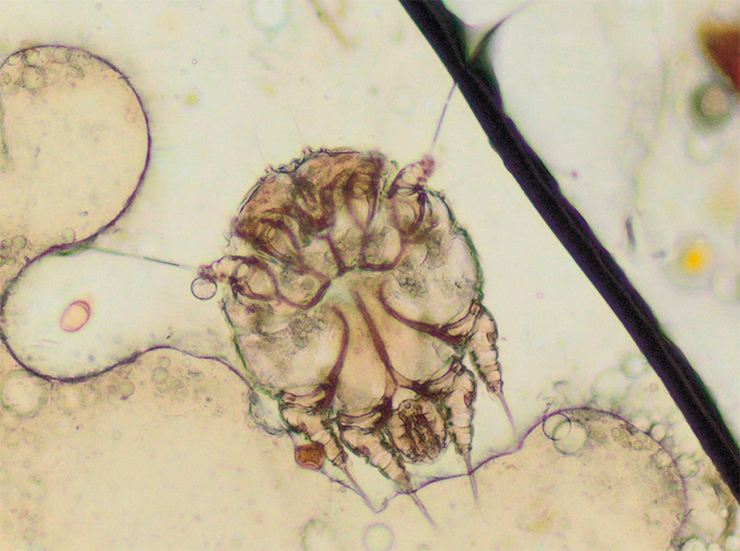The long-known itch mite (Sarcoptes scabiei) can parasitize many mammals, including humans (top right). This tiny mite is no more than 0.2–0.45 mm in size. © laboratorio diagnostica ancona IZSUM