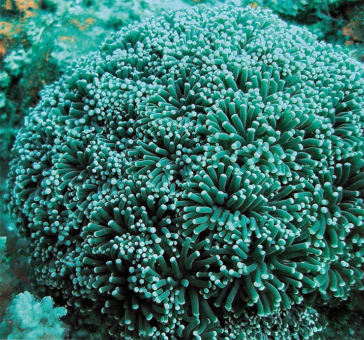 Кораллы р. Euphyllia приспособились к обитанию в полусумеречных условиях на глубинах более 20 м. Их ловчие щупальца расправлены круглые сутки, в отличие от всех остальных кораллов, активных только ночью 