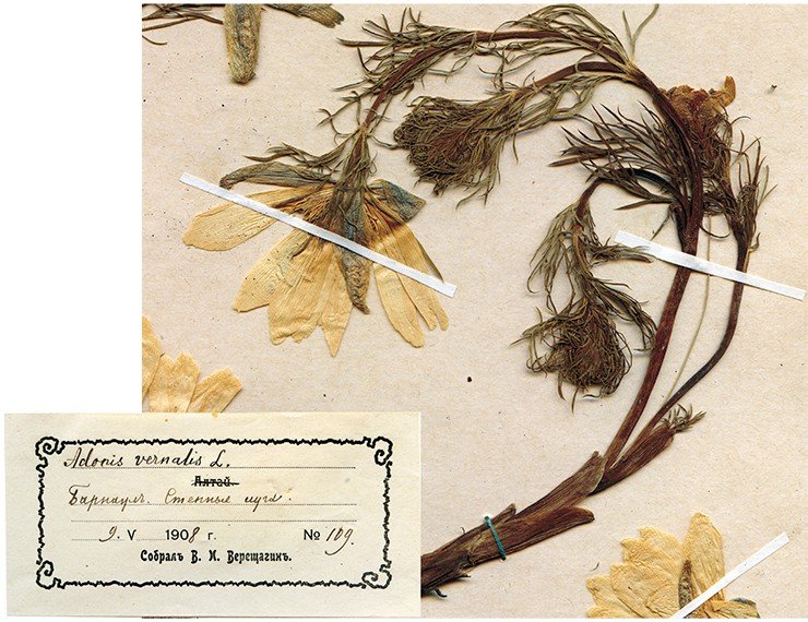 Адонис сибирский (Adonis sibirica) – растение из семейства лютиковых. Виды адониса применяются как сильное сердечное средство. Ядовит