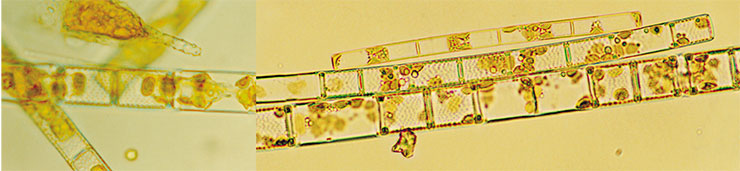 Эндемичные диатомовые водоросли рода Aulacoseira под микроскопом